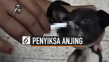 Pecinta Anjing Indonesia Buru Wanita Penyiksa Anjing 