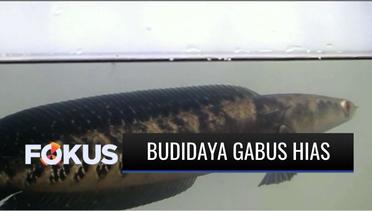 Budidaya Ikan Gabus Hias Membawa Berkah Selama Pandemi | Fokus