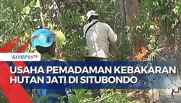 Angin Kencang Sulitkan Pemadaman Kebakaran Hutan Jati di Situbondo
