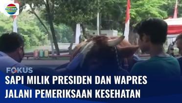 Pemeriksaan Kesehatan Sapi Kurban Presiden Jokowi dan Wapres Ma’ruf Amin di Masjid Istiqlal | Fokus
