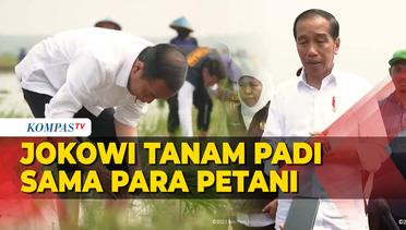 Momen Jokowi Ikut Tanam Padi Bareng Petani di Tuban