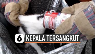 Penyelamatan Kepala Kucing Tersangkut Kaleng Makanan 