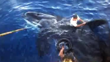 Paus Orca Terperangkap Jaring Nelayan Gorontalo