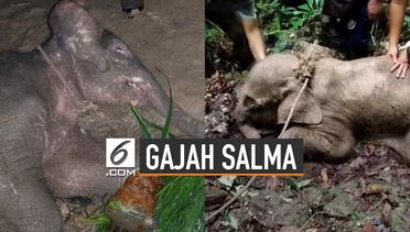 Kondisi Terbaru Gajah Salma Yang Ditemukan Sekarat