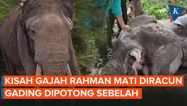 Cerita Pilu Gajah Rahman yang Ditemukan Lemas hingga Mati Usai Diracun dan Diambil Gadingnya