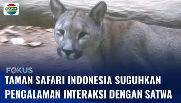 Live Report: Keseruan Mencoba Beragam Aktivitas Seru Bersama Satwa di Taman Safari Indonesia | Fokus