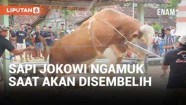 Sapi Kurban Jokowi Ngamuk Saat Akan Disembelih di Blora
