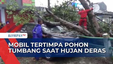Pohon Tumbang Akibat Hujan dan Angin Kencang Timpa Mobil danWarung Buah!