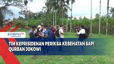 Tim Keprisidenan Periksa Kesehatan Sapi Qurban Jokowi