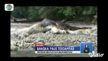 Bangkai Paus Raksasa Ditemukan Terdampar di Pulau Saparua, Maluku - Fokus
