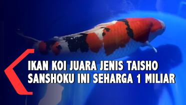 Ikan Koi Jenis Taisho Sanshoku ini Seharga 1 Miliar