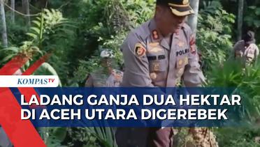 Ladang Ganja Dua Hektar di Aceh Utara Digerebek Polisi, Satu Orang Ditangkap