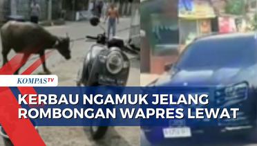 Hewan Kurban Ngamuk di Serang, Warga: Kerbau Berhasil Diikat Sebelum Rombongan Wapres Lewat!