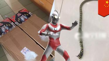 Ular mati ditemukan di dalam kotak mainan Ultraman dari toko online - TomoNews