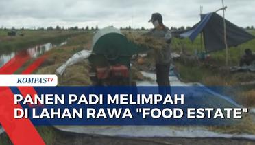 Investasi Masa Depan, Food Estate Perkirakan Panen 5,24 Ton Padi per Hektar!