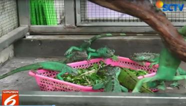 Intip Cara Pemuda di Jember Membudidayakan Reptil Iguana - Liputan 6 Siang