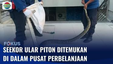 Petugas Mengevakuasi Seekor Ular Piton yang Berada di Bawah Tangga dalam Mal di Padang | Fokus