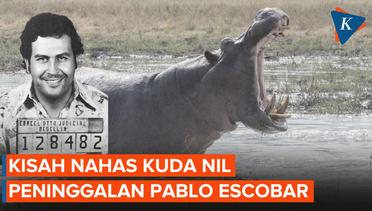 Kuda Nil Peninggalan Pablo Escobar Mati Tertabrak Mobil.