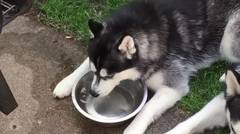 Lucunya Anjing Husky ini Belajar membuat gelembung udara di air
