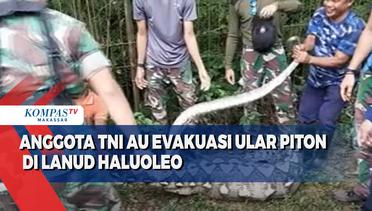 Anggota TNI AU Evakuasi Ular Piton Di Lanud Haluoleo