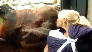 Orangutan Ini Mengintip Bayi Manusia