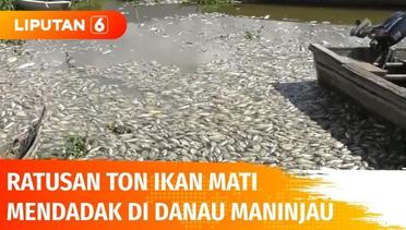 Ratusan Ton Ikan Mati Mendadak, Cemari Danau Maninjau | Liputan 6
