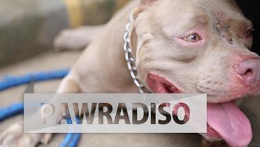 PAWRADISO : Tips dan Alasan Mengapa Mengajak Jalan Anjing Itu Penting