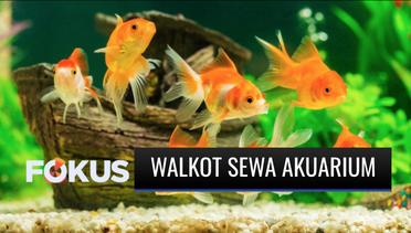 Wali Kota Serang Sewa Akuarium dan Ikan Arwana Senilai 206 Juta di Masa PPKM, Buat Apa? | Fokus