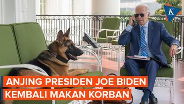 Anjing Presiden AS Joe Biden Kembali Makan Korban