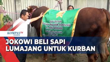 Jokowi Beli Sapi Milik Peternak Lumajang untuk Kurban, Bobot 1,150 Ton