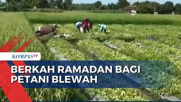 Petani Blewah di Madiun Ketiban Berkah Ramadan 2024
