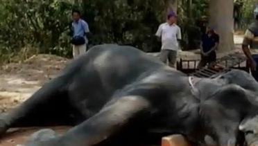Perombak Nelayan hingga Gajah di Kamboja Mati Kepanasan