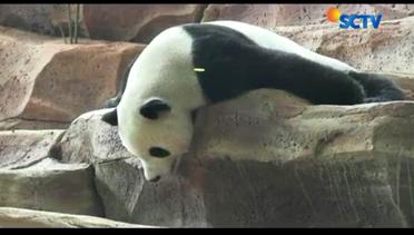 Panda Raksasa Asal China Tampil Perdana di Publik - Liputan6 Siang