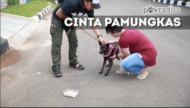 PAWRADISO : Begini Aksi Menyelamatkan Anjing Jalanan dari Ancaman Tertabrak Kendaraan