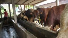 Simmental, sapi kurban Presiden untuk warga Banten