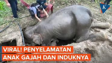 Penyelamatan Induk Gajah dan Anaknya yang Dramatis