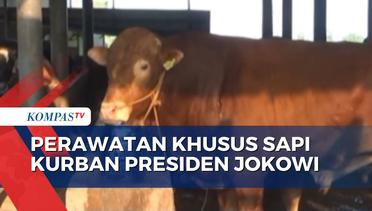 Jelang Iduladha, Kesehatan Sapi Kurban Pesanan Presiden Jokowi Dijaga Ketat!