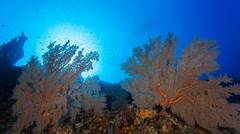 Pesona bawah laut pulau tuan,Aceh