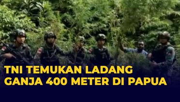 Anggota TNI Temukan Ladang Ganja Ratusan Meter di Papua