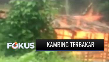 Kandang di Bogor Terbakar, Puluhan Kambing Hangus | Fokus