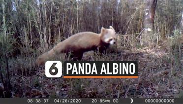 Panda Albino Merah Tertangkap Kamera Di Cagar Alam Nasional