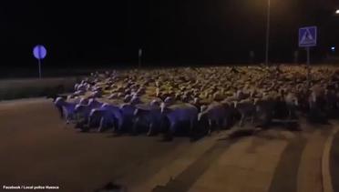Rusuh Subuh 1300 Domba Turun ke Jalan