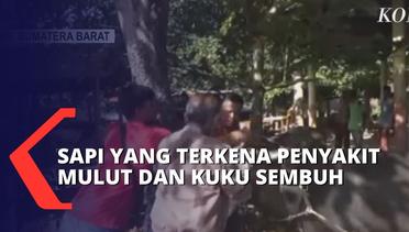 50 Persen Sapi Yang Terkena Wabah PMK di Nusa Tenggara Barat, Sembuh!