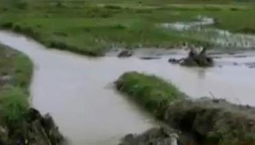 Sawah di Jambi Terendam Banjir hingga Tradisi Makepung