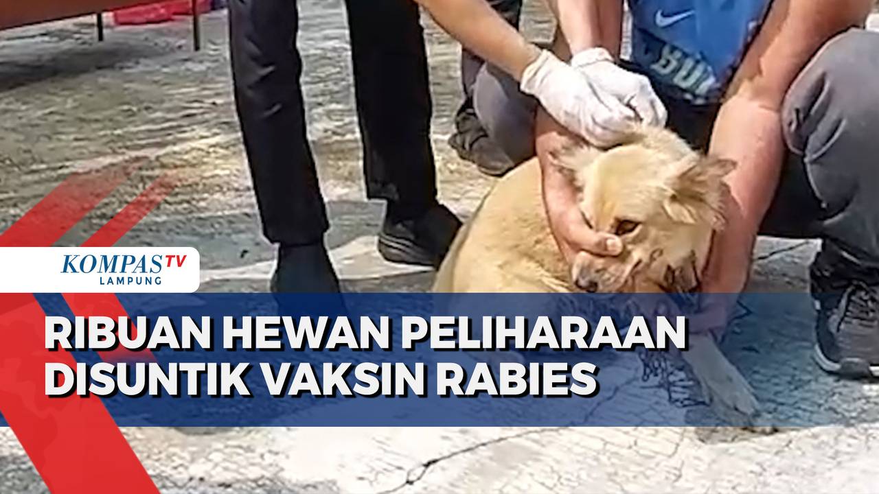 Ribuan Hewan Peliharaan Disuntik Vaksin Rabies - Kompas TV | Vidio