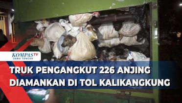Truk Pengangkut 226 Anjing Diamankan di Tol Kalikangkung