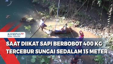 Saat Diikat, Sapi Berbobot 400 Kilogram Tercebur Sungai Sedalam 15 Meter