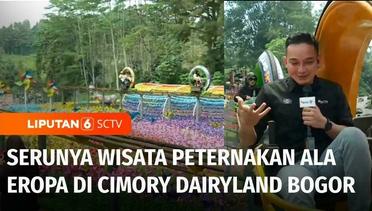 Serunya Jalan-Jalan ke Wisata Peternakan Ala Eropa di Cimory Dairyland Puncak Bogor | Liputan 6