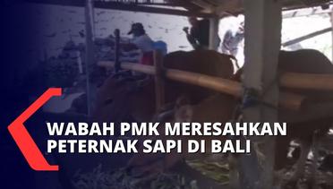 Cegah Wabah PMK Masuk Bali, Peternak Sapi di Klungkung Gencar Periksa Kesehatan Hewan Ternak!