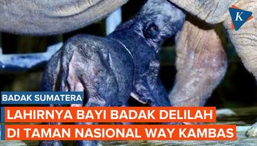 Kelahiran Bayi Badak Sumatera Tambah Populasi Satwa Asli Indonesia